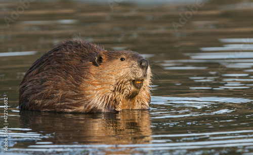 American beaver © Danita Delimont