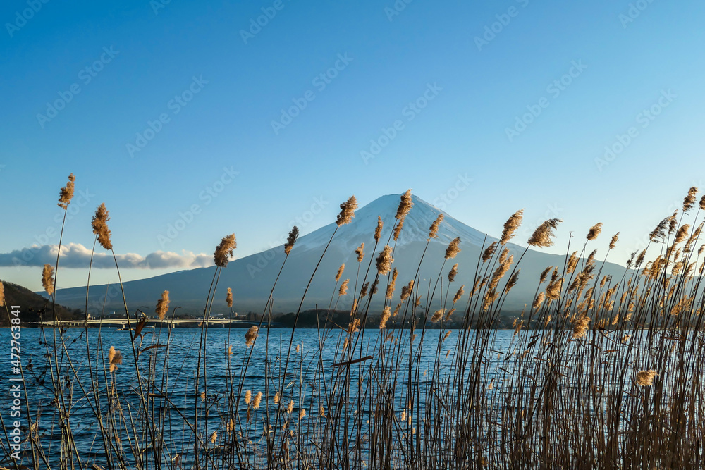 An idyllic view on Mt Fuji from the side of Kawaguchiko Lake, Japan, through the dried, golden grass on the shore of the lake. The volcano is surrounded by clouds. Serenity and calmness.