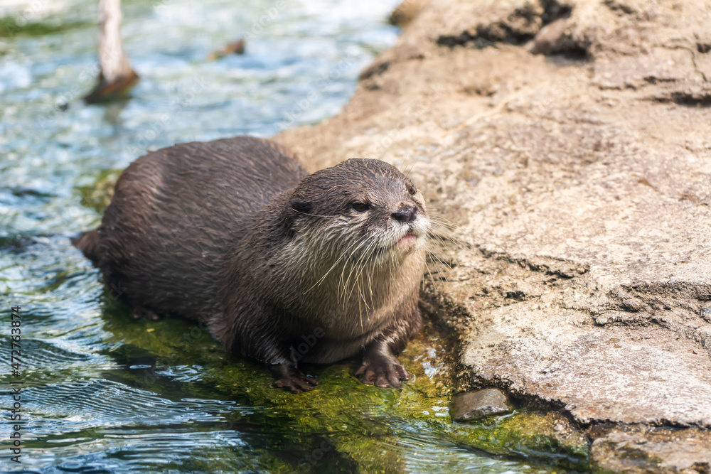 Asian small-clawed otter (Aonyx cinereus) Asian small-clawed otter (Aonyx cinereus)
