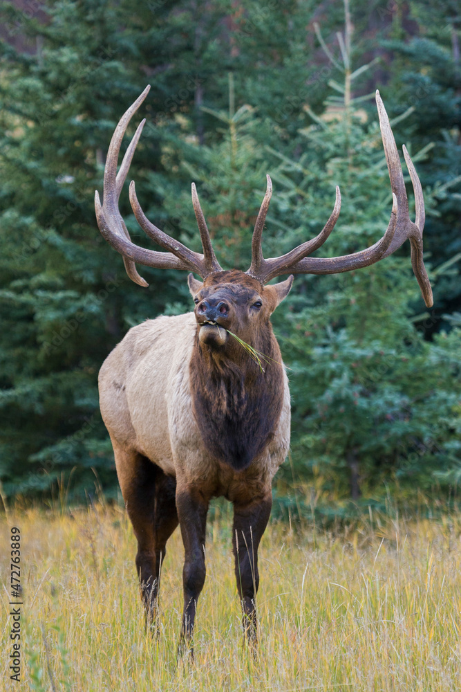 Bull elk cheezing Bull elk cheezing