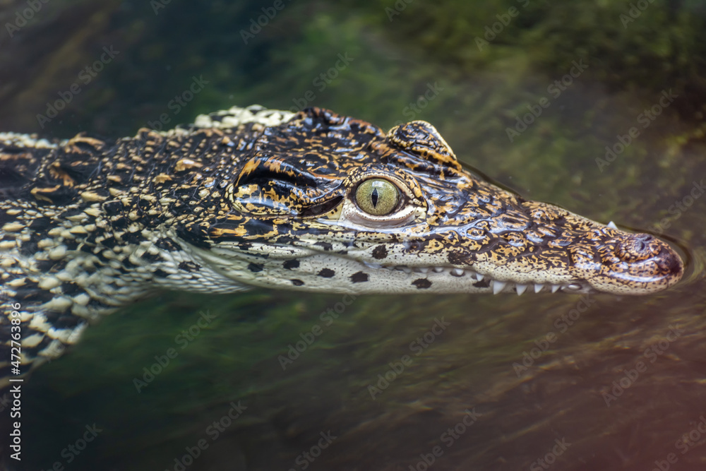 Obraz premium Head of Cuban crocodile (Crocodylus rhombifer) sticking out of water.