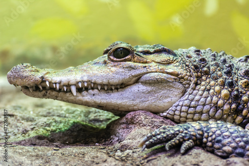 Head of Philippine crocodile (Crocodylus mindorensis) photo