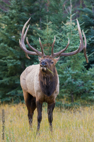 Bull elk cheezing