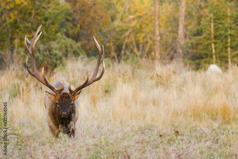 Rocky Mountain bull elk Rocky Mountain bull elk
