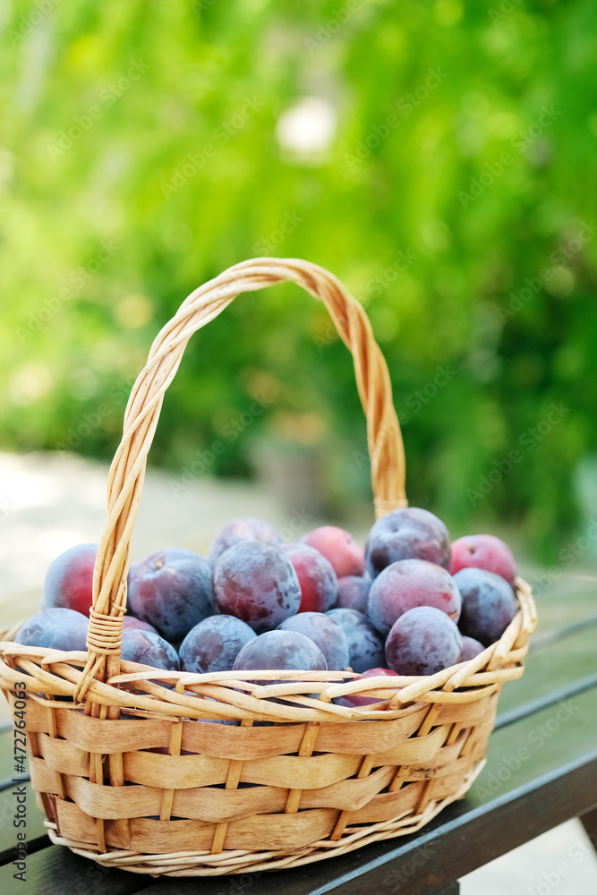Plum harvest. Plums in a wicker basket on the wooden table. Harvesting fruit from the garden. Plum harvest. Plums in a wicker basket on the wooden table. Harvesting fruit from the garden.