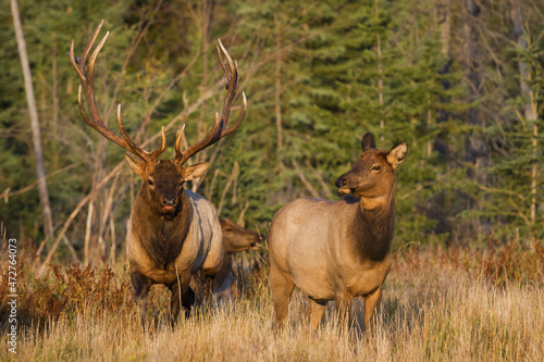 Bull elk courting cow elk