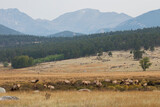 Colorado Rockies, Colorado elk herd