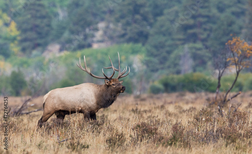 Rocky Mountain bull elk