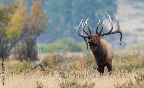 Bull elk bugling photo