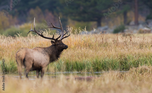 Принти на полотні Rocky Mountain bull elk in the wallow