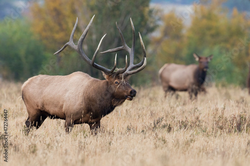 Wallpaper Mural Rocky Mountain bull elk strutting Torontodigital.ca
