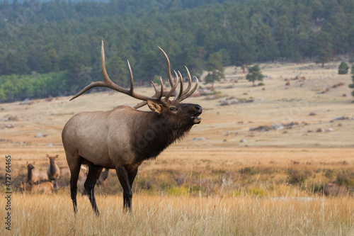 Tableau sur toile Rocky Mountain bull elk bugling