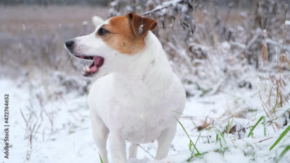 Funny Jack Russell Terrier dog eating green grass from under the snow with pleasure, wagging its tail, looking into the distance. Walking dogs in a nature park in winter, caring for pets. Funny Jack Russell Terrier dog eating green grass from under the snow with pleasure, wagging its tail, looking into the distance. Walking dogs in a nature park in winter, caring for pets.