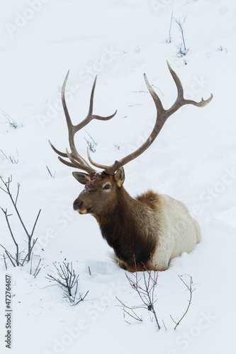 Bull elk, deep snow © Danita Delimont