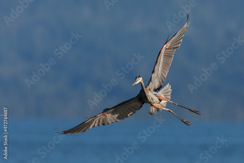 Great blue heron alighting
