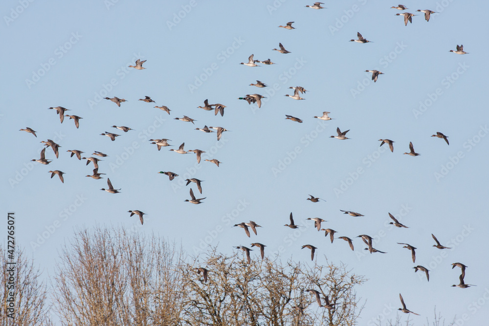 Flock of Northern pintails and a couple mallards Flock of Northern pintails and a couple mallards