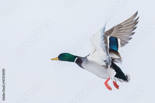 Mallard drake, winter flight