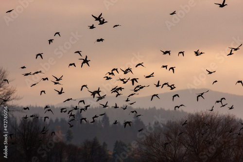 Waterfowl flock flying