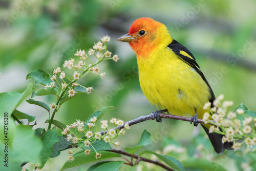 Male western tanager photo