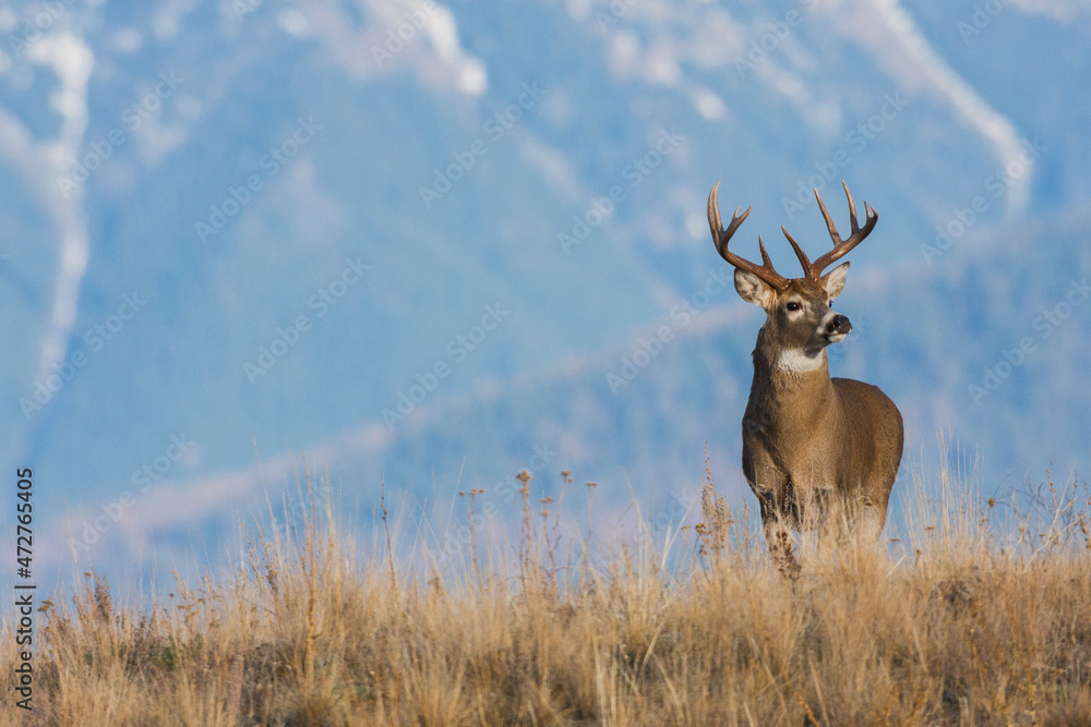 Obraz premium White-tailed deer buck, Western Plains