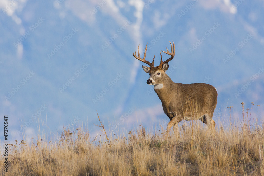 Obraz premium White-tailed deer buck, Western Plains