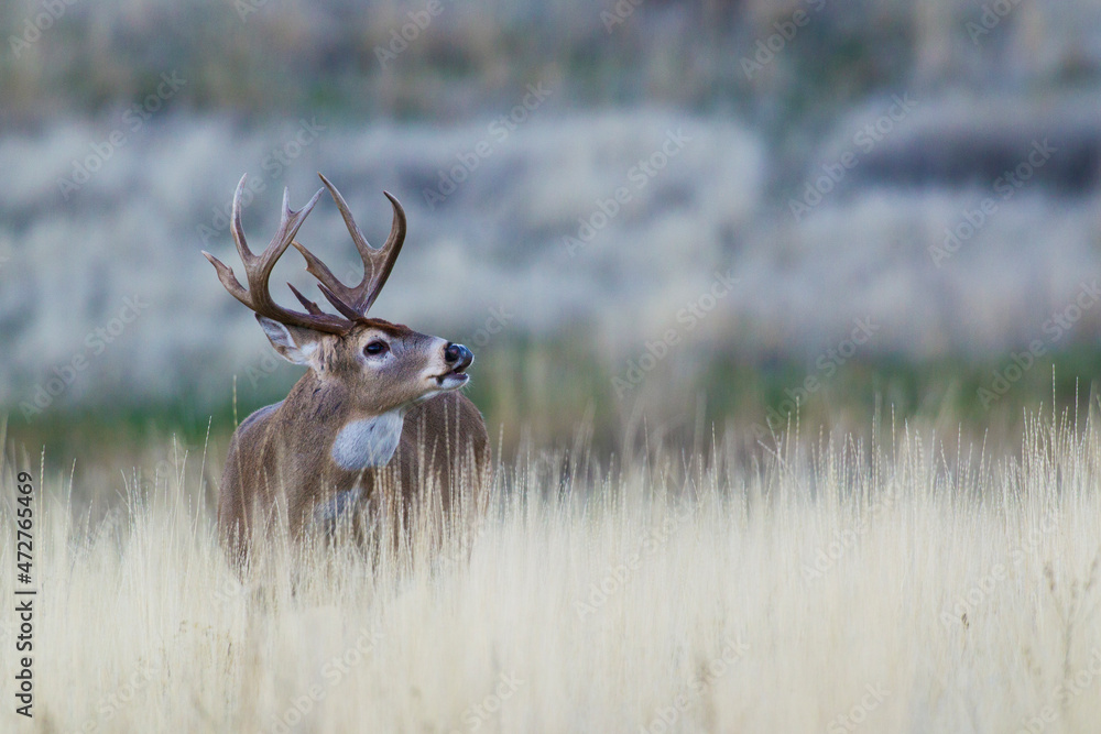 Whitetail deer buck, flehmen Stock Photo Adobe Stock