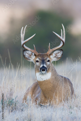 White-tail deer buck portrait photo