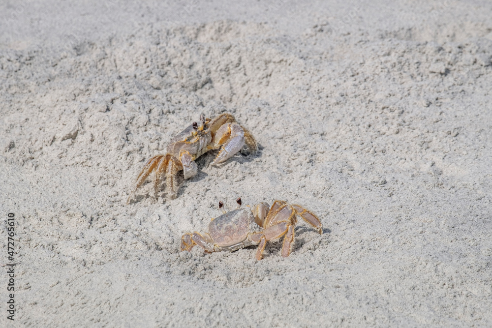 Ghost Crab Ghost Crab