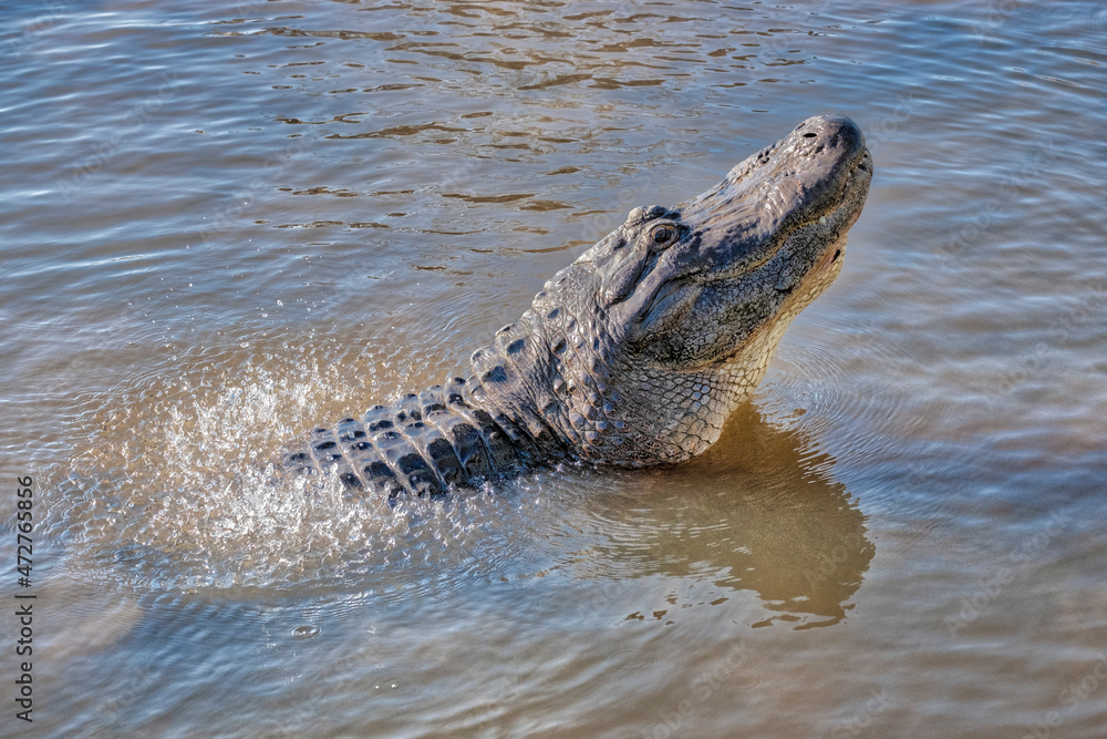 Fototapeta premium American alligator, Florida
