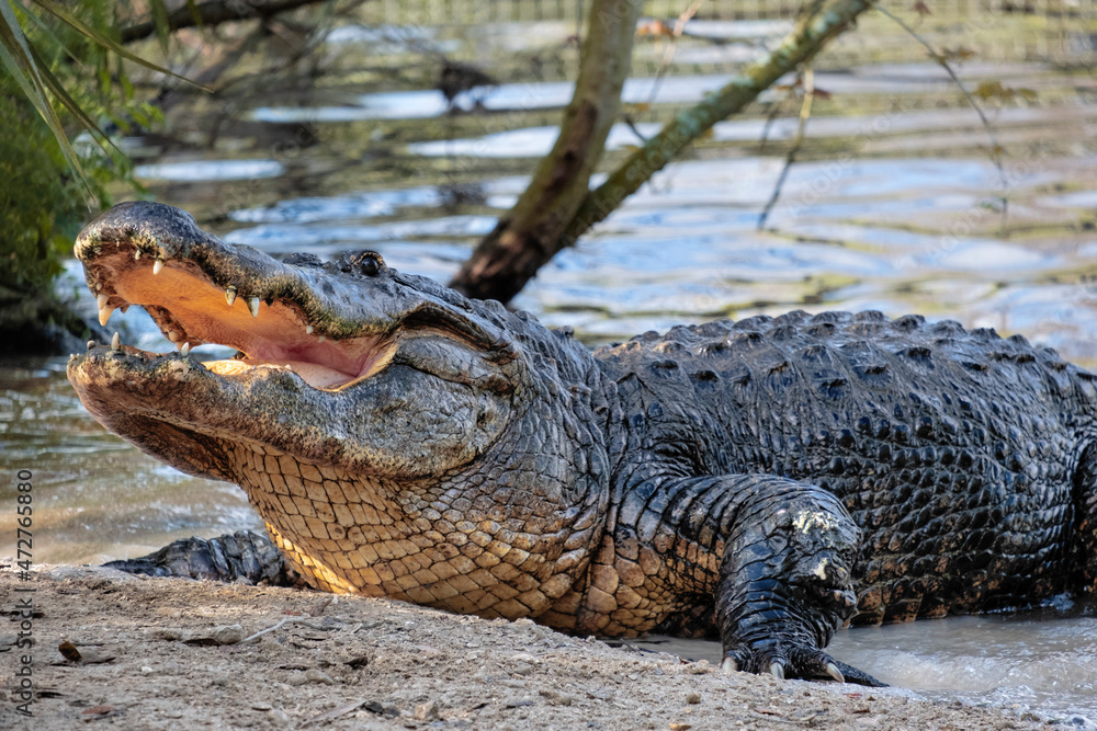 Obraz premium American alligator, Florida