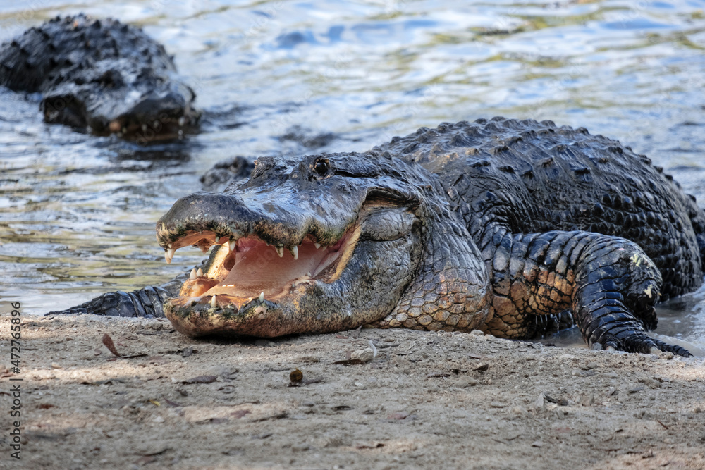 Obraz premium American alligator, Florida
