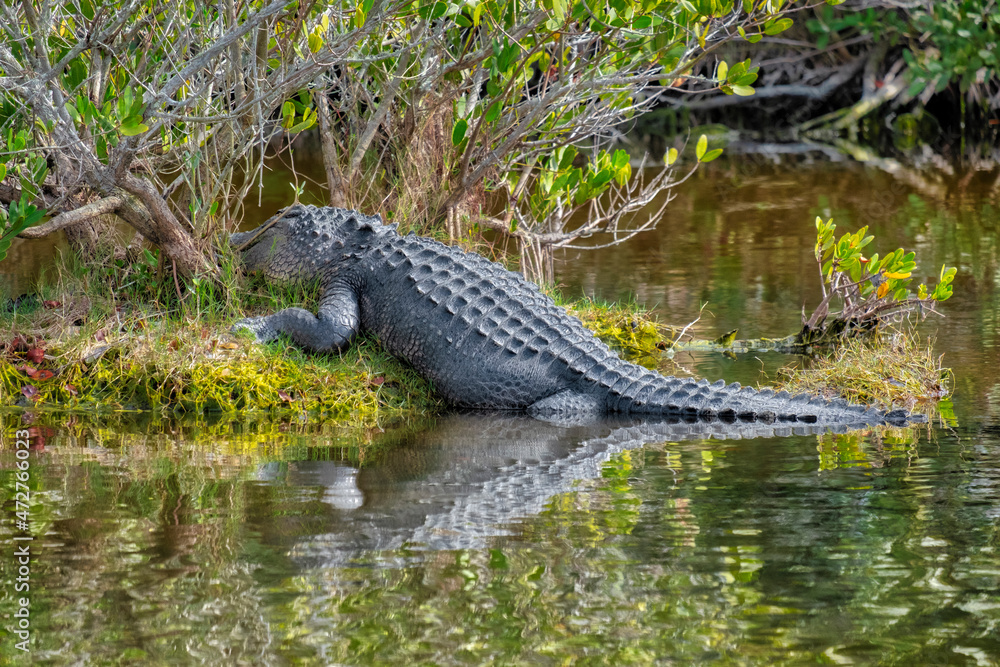 American alligator, Florida