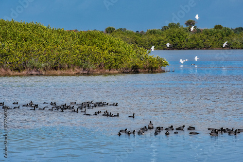 Birds in Island National Wildlife Refuge, Titusville, Florida photo
