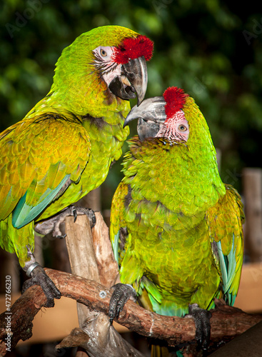 Two military macaws exchange phone numbers for a later rendezvous. photo