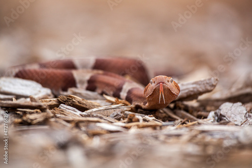 A venomous Trans-pecos copperhead snake, flicking tongue. photo
