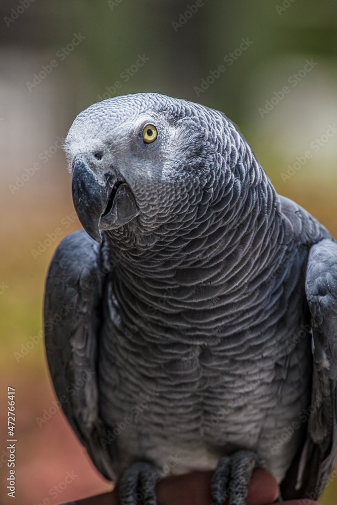 Obraz premium African grey parrot showing it's beautiful plumage and bright yellow eyes.