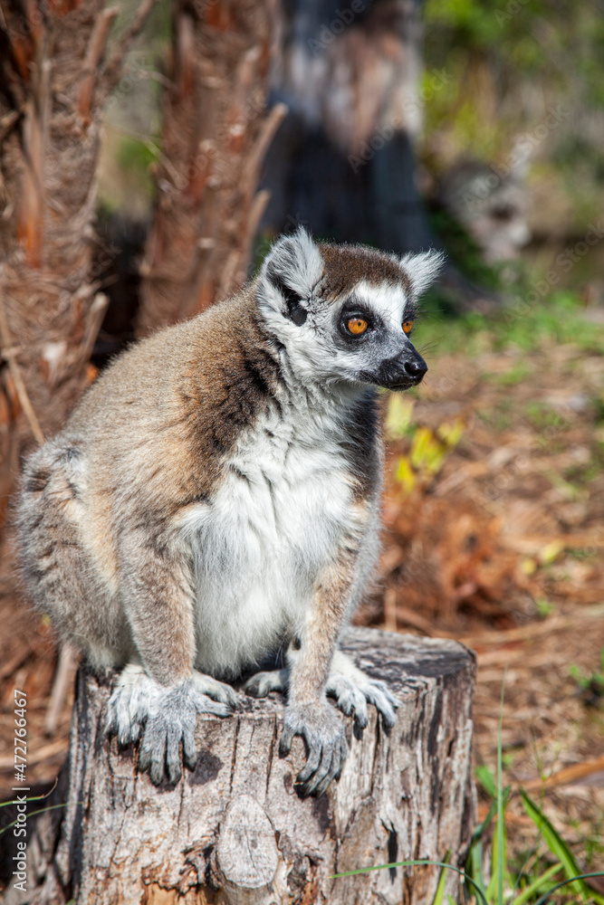 The endangered ring-tailed lemur is a native to the island of Madagascar.