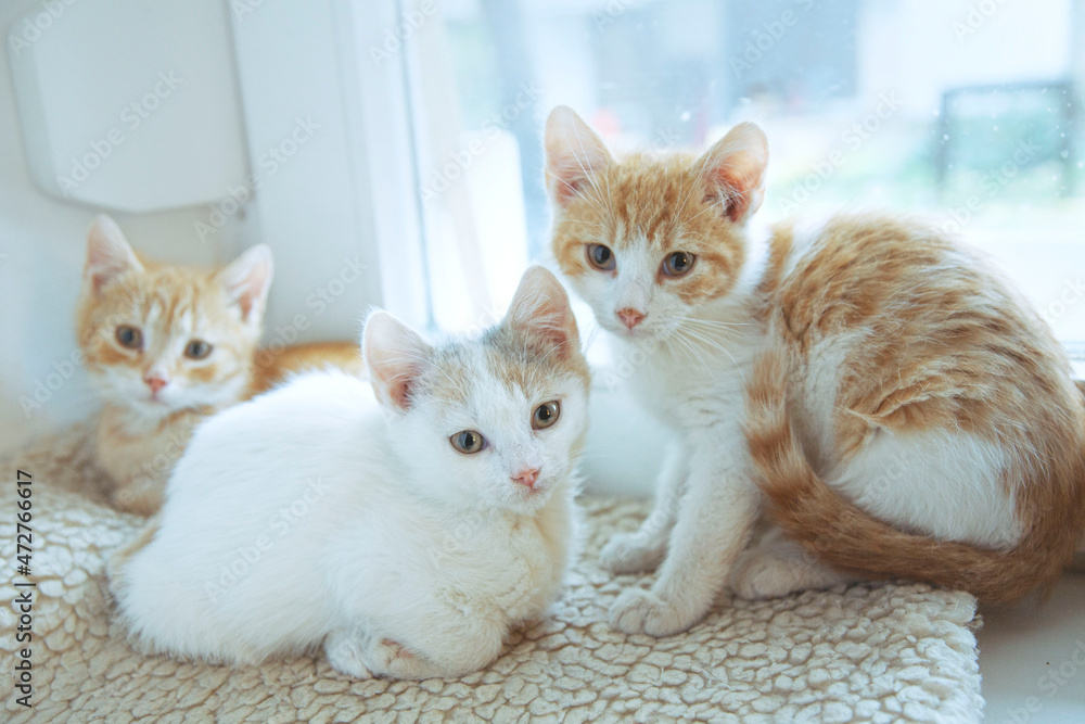 Junge  Katzen am Fensterbank