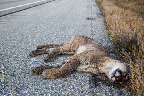 An endangered Florida panther is killed while trying to cross a busy highway in south Florida.