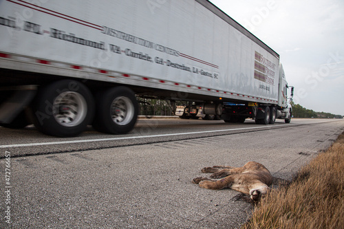 An endangered Florida panther is killed while trying to cross a busy highway in south Florida. photo