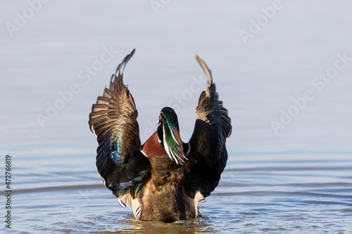 Wood duck male in wetland flapping wings Marion County, Illinois