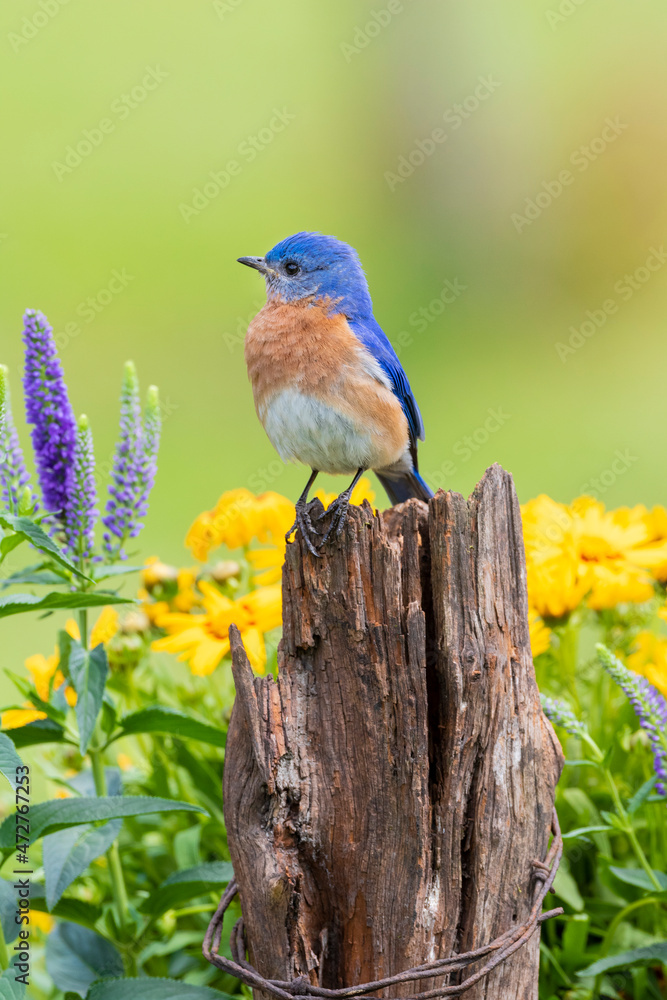 Obraz premium Eastern bluebird male on fence post near flower garden Marion County, Illinois