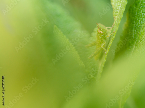 Immature grasshopper (nymph) among leaves.