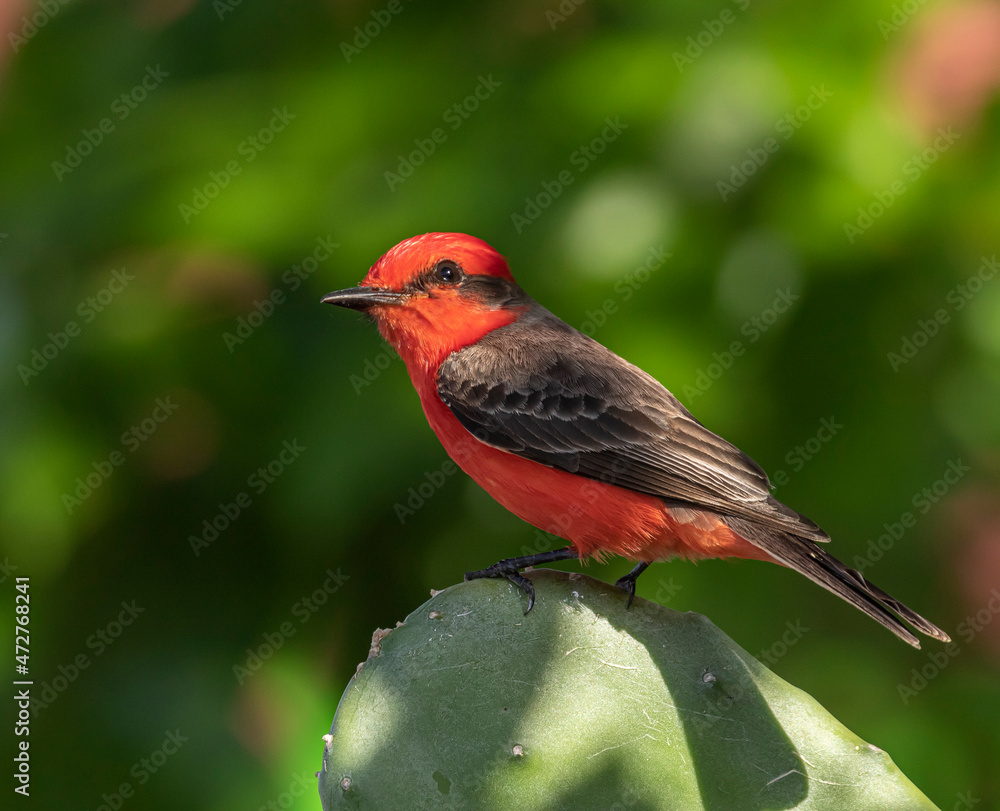 Belize, Crooked Tree Wildlife Sanctuary, Vermillion Flycatcher (Pyrocephalus rubinus). Belize, Crooked Tree Wildlife Sanctuary, Vermillion Flycatcher (Pyrocephalus rubinus).