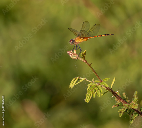 Belize, Crooked Tree Wildlife Refuge, Meadowhawk (Sympetrum) dragonfly.