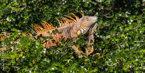 Belize  Crooked Tree Wildlife Sanctuary  Male Green Iguana  Iguana iguana .
