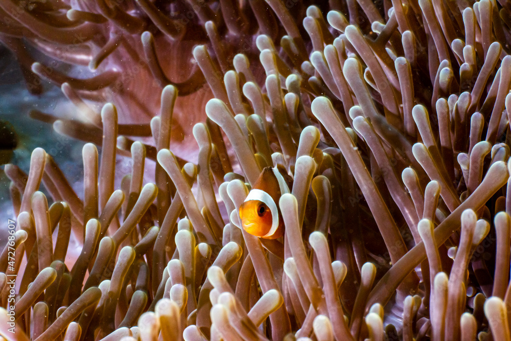 Clown fish in Indonesia Clown fish in Indonesia