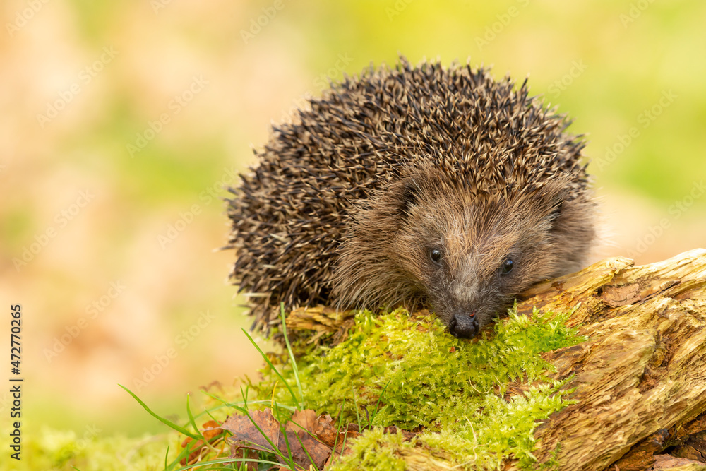 Obraz premium Hedgehog in garden, wild, free roaming native hedgehog, taken from inside a wildlife garden hide to monitor the health and numbers of this favourite but declining species. copy space