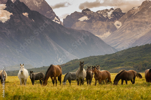 Wild horses at base of mountains, Southern Chile © Danita Delimont