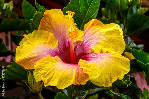 Fototapeta Naklejka Na Ścianę i Meble -  Red eye of Kali Tropical hibiscus flowers green leaves, Easter Island, Chile. Tropical hibiscus has many varieties.